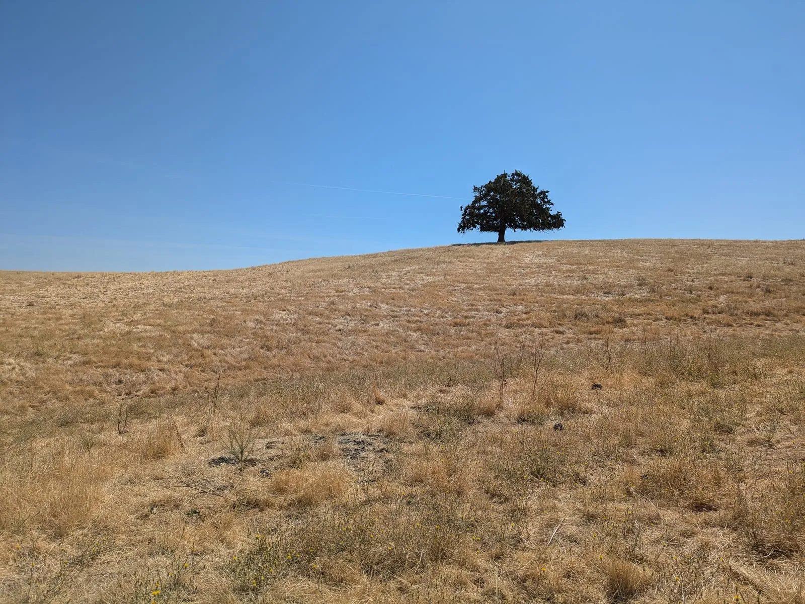 Lone oak on a golden hill at Contra Loma Regional Park, Antioch