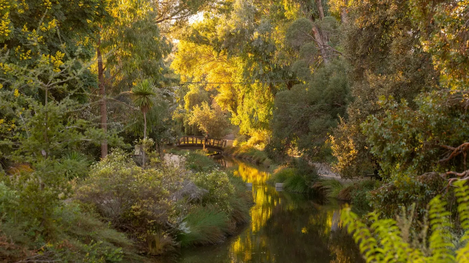 Waterway and footbridge in the UC Davis Arboretum