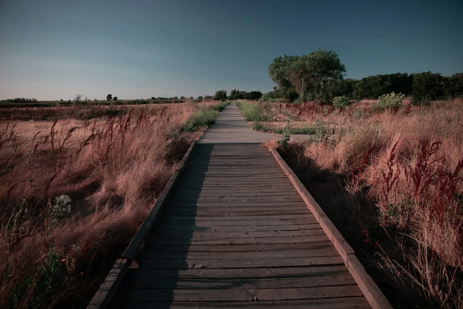 Boardwalk through the wetlands of the Cosumnes River Preserve near Galt