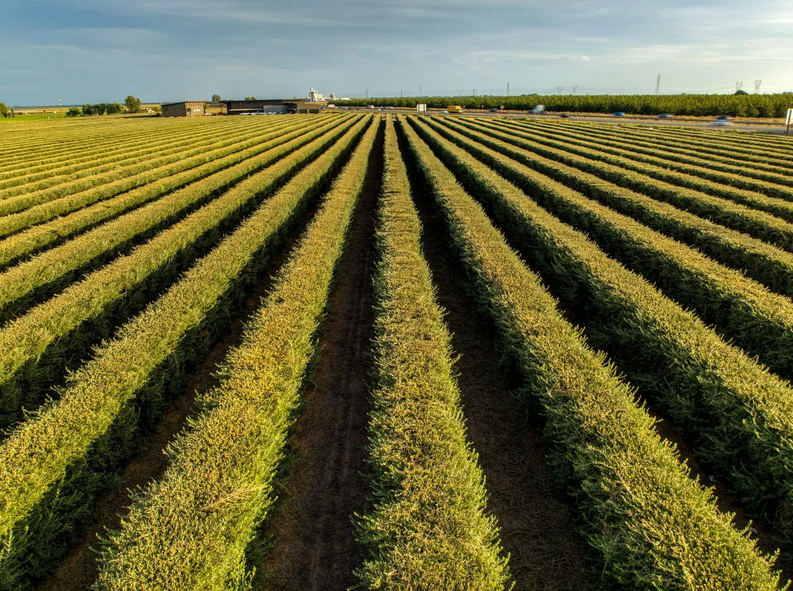 Lodi vineyard rows at sunset