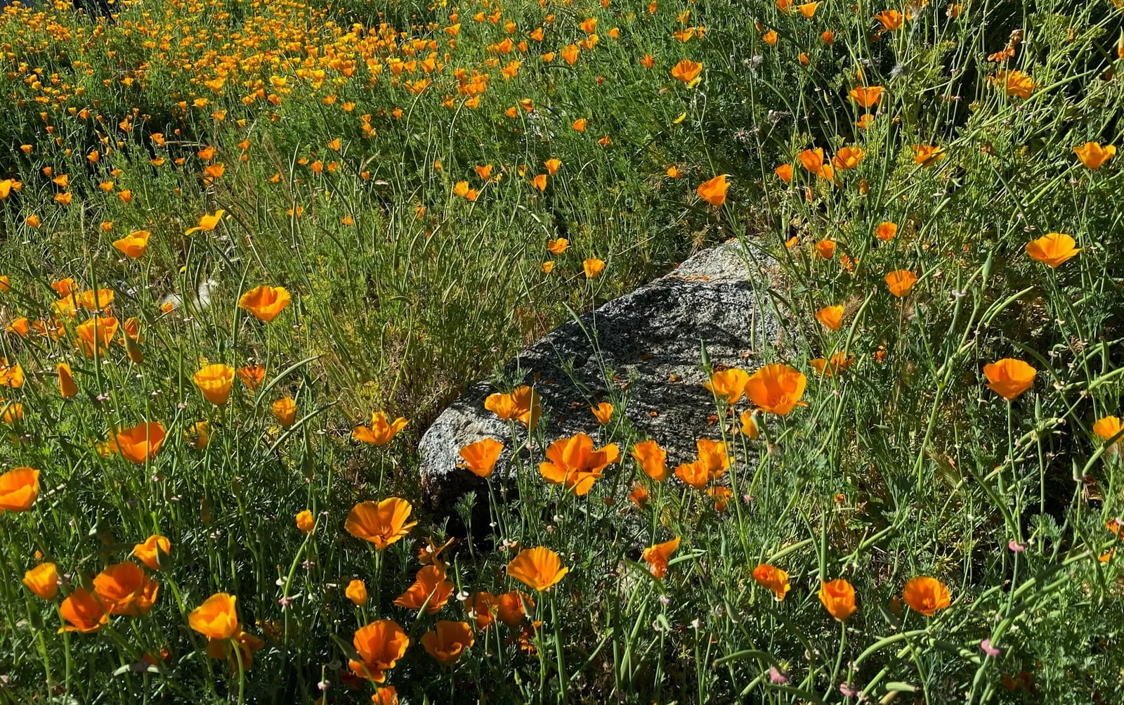 California poppies and wild grasses in Rancho Cordova