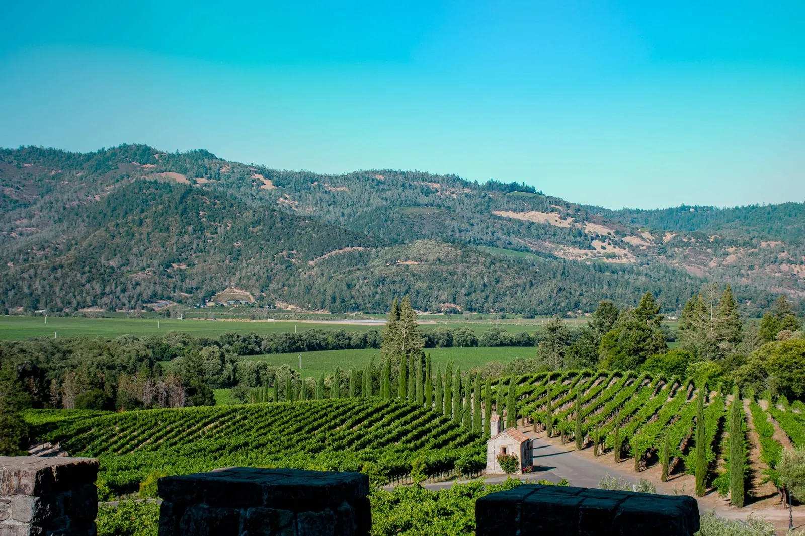 Vineyards below the forested hills of the upper Napa Valley near St. Helena