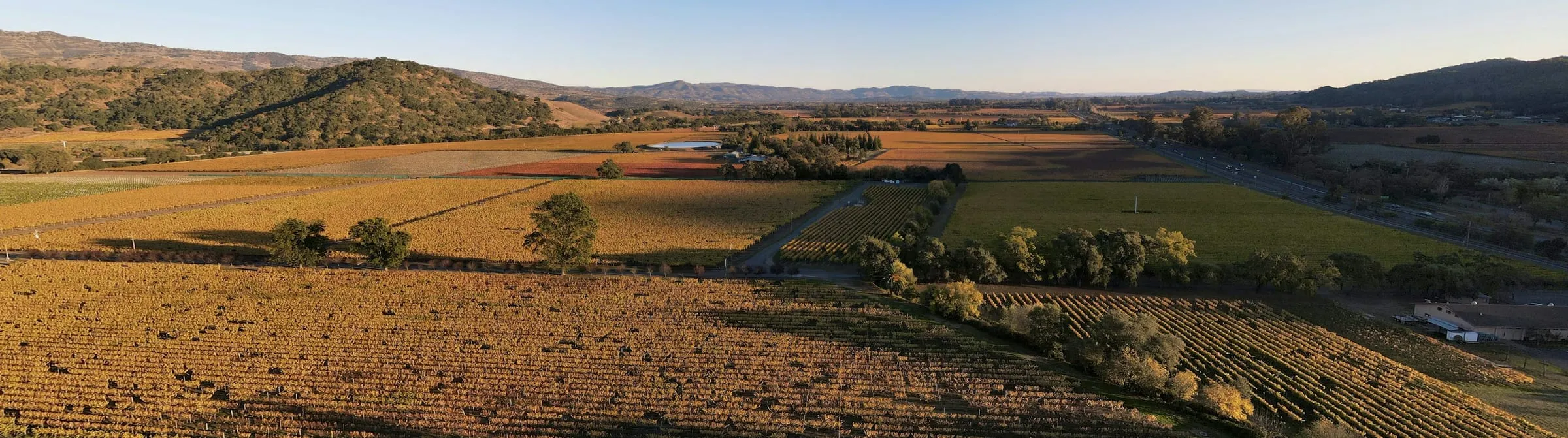 Napa Valley vineyards at golden hour seen from Yountville